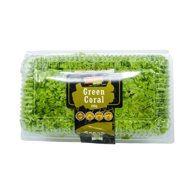 Coral Green Lettuce Clam Malaysia 200g